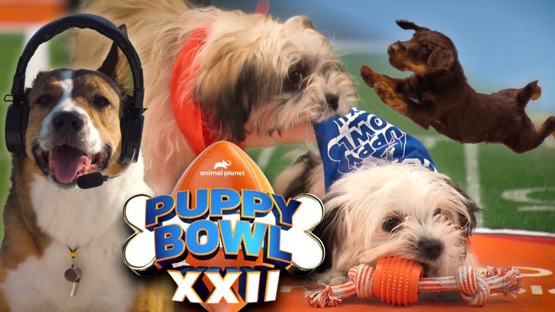 Puppy Bowl 2026! Meet the Contenders From 72 Shelters Across the US